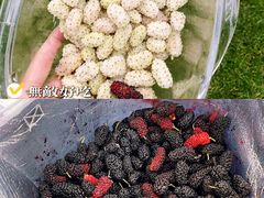 -御林古桑园