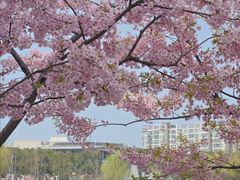 -新江湾城公园