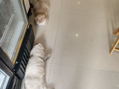 -平行世界·猫咖(首经贸店)