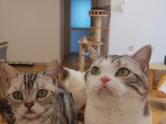 -有喵·猫咖·狗咖·30几只猫10只小狗(岗厦店)