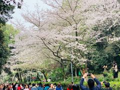 -武汉大学-樱园
