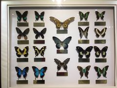 -上海昆虫博物馆