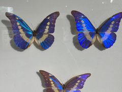 -上海昆虫博物馆