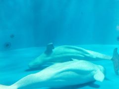 -泉城欧乐堡海洋极地世界