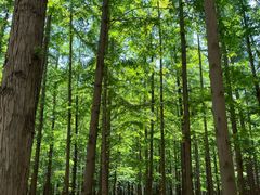 -日照海滨国家森林公园
