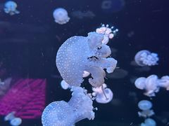 -欢乐海岸海洋奇梦馆
