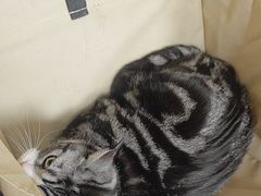 -瑞鹏宠物医院·爱宠堂·骨外专科(西荷分院)