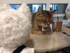 -楼上猫咖(罗湖店)