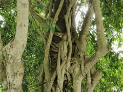 -中国科学院西双版纳热带植物园