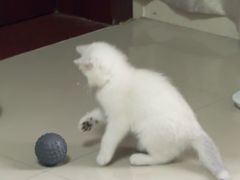 -lincat·猫舍(广州店)