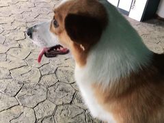 -汪说喵讲宠物乐园宠物酒店(红星美凯龙店)