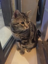 -幸运7纹身刺青Lucky7tattoo