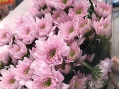 -花鸟鱼虫鲜花绿植市场(玉泉路店)