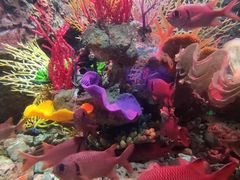 -太平洋海底世界