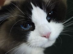 -中农国际动物医院24小时·猫科·骨科·急重症中心