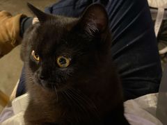 -喵屿·大理花园猫咖