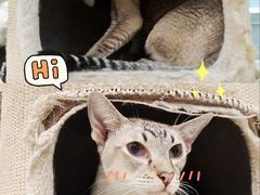 -安格丽娜·狗咖·猫咖羊驼咖(春熙路百盛商场店)