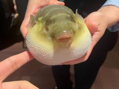 -肆月河豚·淮扬菜·湘菜(华天店)