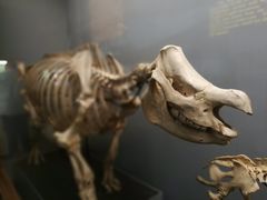 -美国自然历史博物馆