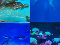 -海合安成都极地海洋公园