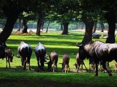 -大连森林动物园
