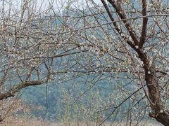 -广州市流溪河国家森林公园