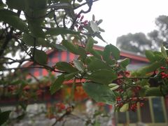 -峨眉山报国寺