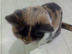 -喵的天空名猫咖啡馆·撸猫·猫舍·用品