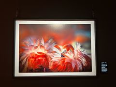 -罗红摄影艺术馆