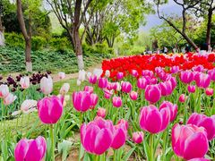 -石家庄市植物园