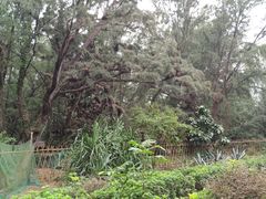 -北海金海湾红树林生态旅游区