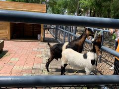 -长白岛森林公园