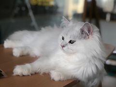 -猫在这儿猫咪咖啡馆·撸猫馆
