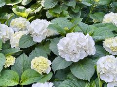 -常州古运河南大街文化旅游区-人民公园