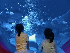 -烟台海昌鲸鲨海洋公园