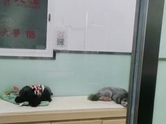 -宠福鑫康馨动物医院·骨科·眼科