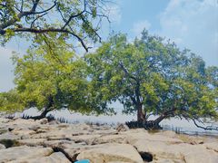 -宝安西湾红树林湿地公园