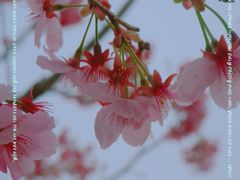 -顾村公园