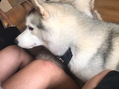 -Husky Go! 哈士奇体验馆·宠物咖啡厅狗咖