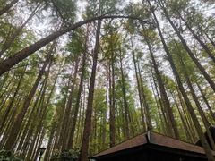 -泗洪洪泽湖湿地景区