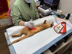 -爱侣·安琦尔宠物医院·中兽医针灸·心内科·狂犬免疫点(宝山区院)