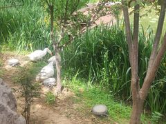 -西苑公园