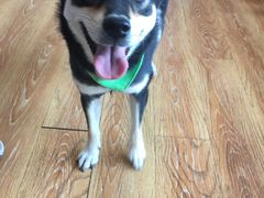 -柴犬高等学院·狗咖·柴犬售卖·宠物训练