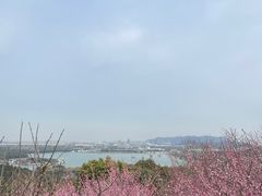 -香雪海