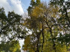 -三里屯东五街银杏大道