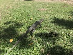 -马奴干岛