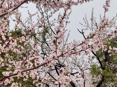 -白水寺森林公园