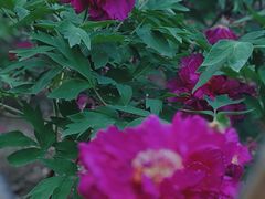 -黑龙江省森林植物园