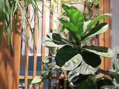 -懒猫木阳台(深圳前海壹方城店)