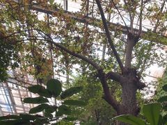 -呀路古热带植物园